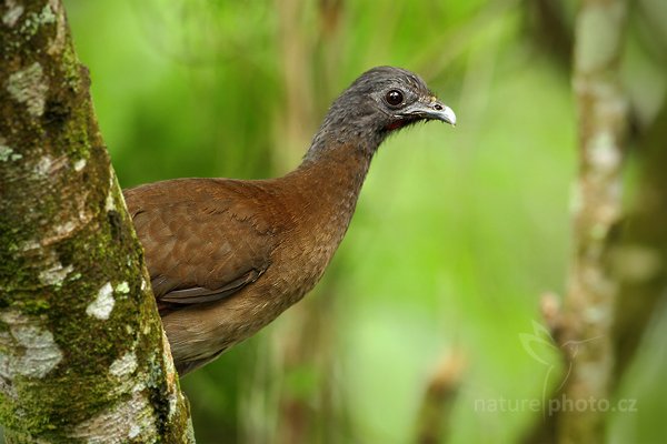 Čačalaka šedohlavá (Ortalis cinereiceps), Čačalaka šedohlavá (Ortalis cinereiceps), Gray-headed Chachalaca, Autor: Ondřej Prosický | NaturePhoto.cz, Model: Canon EOS 7D, Objektiv: Canon EF 500mm f/4 L IS USM, Ohnisková vzdálenost (EQ35mm): 800 mm, stativ Gitzo, Clona: 6.3, Doba expozice: 1/250 s, ISO: 640, Kompenzace expozice: 0, Blesk: Ano, Vytvořeno: 10. prosince 2010 10:50:41, Turrialba (Kostarika) 