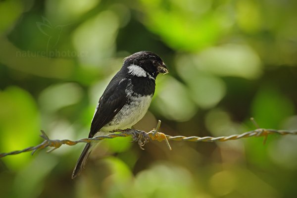 Kněžík proměnlivý (Sporophila aurita), Kněžík proměnlivý (Sporophila aurita), Variable Seedeater, Autor: Ondřej Prosický | NaturePhoto.cz, Model: Canon EOS 7D, Objektiv: Canon EF 500mm f/4 L IS USM, Ohnisková vzdálenost (EQ35mm): 1120 mm, stativ Gitzo, Clona: 7.1, Doba expozice: 1/400 s, ISO: 500, Kompenzace expozice: 0, Blesk: Ano, Vytvořeno: 14. prosince 2010 11:34:41, Rio Baru, Dominical (Kostarika) 