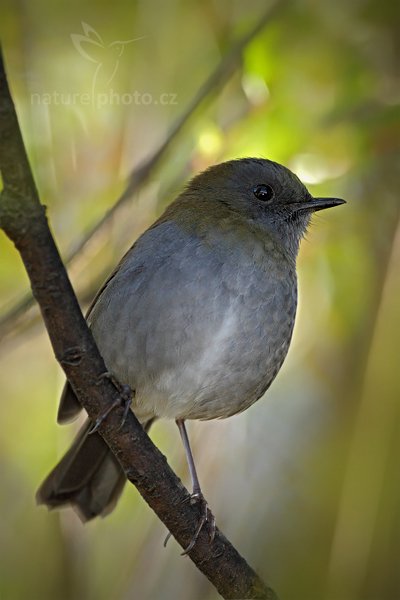 zatím neurčeno, Autor: Ondřej Prosický | NaturePhoto.cz, Model: Canon EOS 7D, Objektiv: Canon EF 500mm f/4 L IS USM, Ohnisková vzdálenost (EQ35mm): 800 mm, stativ Gitzo, Clona: 4.5, Doba expozice: 1/640 s, ISO: 500, Kompenzace expozice: 0, Blesk: Ano, Vytvořeno: 12. prosince 2010 8:15:21, Savegre (Kostarika) 