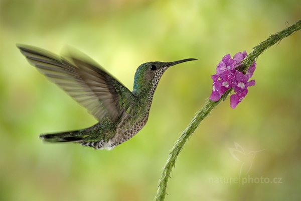 Kolibřík bělokrký (Florisuga mellivora), Kolibřík bělokrký (Florisuga mellivora), White-necked Jacobin (samice), Autor: Ondřej Prosický | NaturePhoto.cz, Model: Canon EOS 7D, Objektiv: Canon EF 500mm f/4 L IS USM, Ohnisková vzdálenost (EQ35mm): 800 mm, stativ Gitzo, Clona: 7.1, Doba expozice: 1/125 s, ISO: 640, Kompenzace expozice: -1/3, Blesk: Ano, Vytvořeno: 9. prosince 2010 13:00:42, Turrialba (Kostarika)