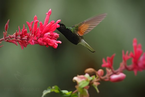 Kolibřík kostarický (Eupherusa nigriventris), Kolibřík kostarický (Eupherusa nigriventris), Black-Bellied Hummingbird, Autor: Ondřej Prosický | NaturePhoto.cz, Model: Canon EOS 7D, Objektiv: Canon EF 500mm f/4 L IS USM, Ohnisková vzdálenost (EQ35mm): 800 mm, stativ Gitzo, Clona: 5.6, Doba expozice: 1/800 s, ISO: 800, Kompenzace expozice: -1/3, Blesk: Ne, Vytvořeno: 8. prosince 2010 11:38:49, La Paz (Kostarika) 