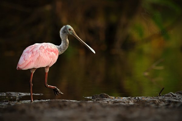 Kolpík růžový (Platalea ajaja), Kolpík růžový (Platalea ajaja), Roseate Spoonbill, Autor: Ondřej Prosický | NaturePhoto.cz, Model: Canon EOS 7D, Objektiv: Canon EF 500mm f/4 L IS USM, Ohnisková vzdálenost (EQ35mm): 800 mm, stativ Gitzo, Clona: 5.0, Doba expozice: 1/640 s, ISO: 800, Kompenzace expozice: -2/3, Blesk: Ne, Vytvořeno: 18. prosince 2010 16:49:23, RNVS Cano Negro (Kostarika) 