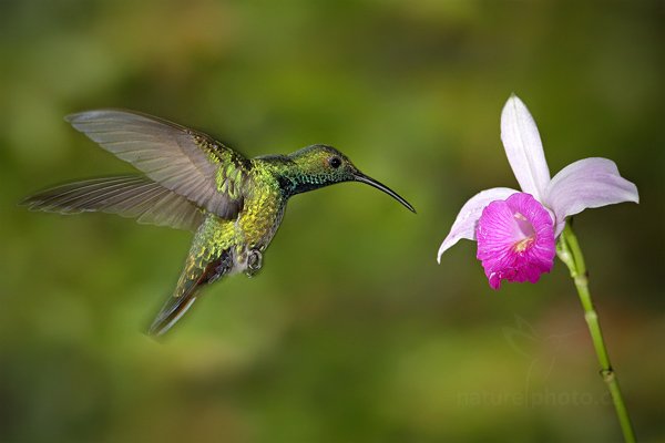 Kolibřík lesklý (Anthracothorax prevostii), Kolibřík lesklý (Anthracothorax prevostii), Green-breasted Mango, Autor: Ondřej Prosický | NaturePhoto.cz, Model: Canon EOS 7D, Objektiv: Canon EF 500mm f/4 L IS USM, Ohnisková vzdálenost (EQ35mm): 800 mm, stativ Gitzo, Clona: 6.3, Doba expozice: 1/250 s, ISO: 1250, Kompenzace expozice: 0, Blesk: Ano, Vytvořeno: 10. prosince 2010 15:16:38, Turrialba (Kostarika) 