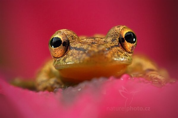 Rosnivka Staufferova (Scinax staufferi), Rosnivka Staufferova (Scinax staufferi) Stauffers Treefrog, Autor: Ondřej Prosický | NaturePhoto.cz, Model: Canon EOS 7D, Objektiv: Canon EF 100mm f/2.8 Macro L IS USM, Ohnisková vzdálenost (EQ35mm): 160 mm, fotografováno z ruky, Clona: 6.3, Doba expozice: 1/125 s, ISO: 1600, Kompenzace expozice: 0, Blesk: Ano, Vytvořeno: 19. prosince 2010 7:41:08, RNVS Caño Negro (Kostarika) 