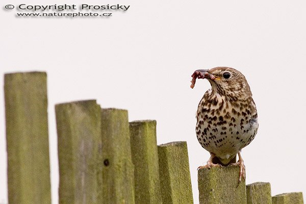 Drozd zpěvný (Turdus philomelos), Autor: Ondřej Prosický, Model aparátu: Canon EOS 20D, Objektiv: Canon EF 400mm f/5.6 L USM, Ohnisková vzdálenost: 400.00 mm, Clona: 6.30, Doba expozice: 1/1000 s, ISO: 800, Vyvážení expozice: 1.00, Blesk: Ne, Vytvořeno: 30. července 2005 8:07:20, Valteřice u České Lípy (ČR)