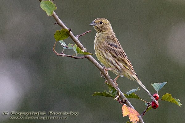 Strnad obecný (Emberiza citrinella), Autor: Ondřej Prosický, Model aparátu: Canon EOS 20D, Objektiv: Canon EF 400mm f/5.6 L USM, Ohnisková vzdálenost: 400.00 mm, Clona: 5.60, Doba expozice: 1/500 s, ISO: 400, Vyvážení expozice: 0.67, Blesk: Ne, Vytvořeno: 4. září 2005 15:31:42, Valteřice u České Lípy (ČR)