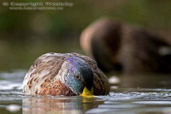 Kachna divoká (Anas platyrhynchos), Autor: Ondřej Prosický, Model aparátu: Canon EOS 20D, Objektiv: Canon EF 400mm f/5.6 L USM, Ohnisková vzdálenost: 400.00 mm, Clona: 5.60, Doba expozice: 1/200 s, ISO: 100, Vyvážení expozice: 0.00, Blesk: Ne, Vytvořeno: 10. září 2005 14:53:12, NPR Kačák (ČR)