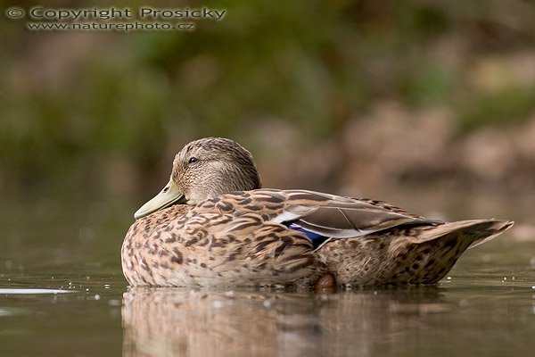 Kachna divoká (Anas platyrhynchos), Autor: Ondřej Prosický, Model aparátu: Canon EOS 20D, Objektiv: Canon EF 400mm f/5.6 L USM, Ohnisková vzdálenost: 400.00 mm, Clona: 5.60, Doba expozice: 1/200 s, ISO: 100, Vyvážení expozice: 0.00, Blesk: Ne, Vytvořeno: 10. září 2005 14:54:49, NPR Kačák u Kladna (ČR)