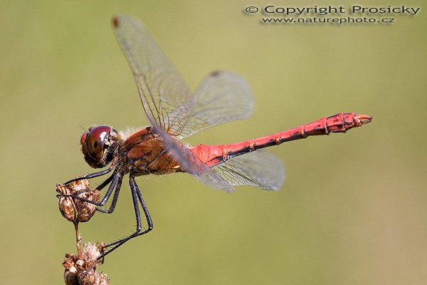 Vážka obecná (Sympetrum vulgatum), Autor: Ondřej Prosický, Model aparátu: Canon EOS 20D, Objektiv: Canon EF 100mm f/2.8 Macro USM, fotografováno z ruky, Ohnisková vzdálenost: 100.00 mm, Clona: 7.10, Doba expozice: 1/200 s, ISO: 200, Vyvážení expozice: 0.00, Blesk: Ne, Vytvořeno: 8. září 2005 15:01:46, Dobřichovice (ČR)