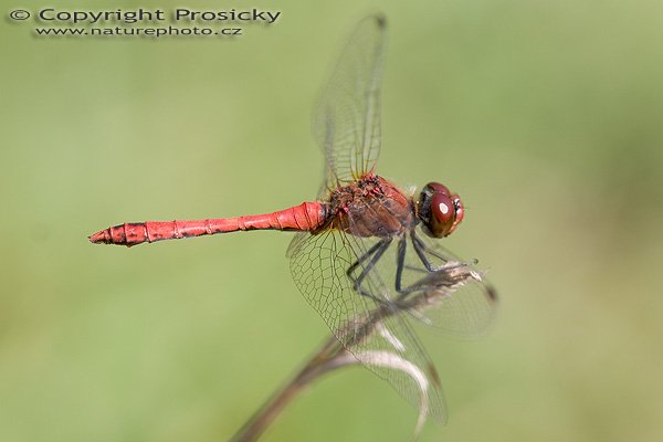 Vážka obecná (Sympetrum vulgatum), Autor: Ondřej Prosický, Model aparátu: Canon EOS 20D, Objektiv: Canon EF 100mm f/2.8 Macro USM, fotografováno z ruky, Ohnisková vzdálenost: 100.00 mm, Clona: 4.00, Doba expozice: 1/200 s, ISO: 100, Vyvážení expozice: 0.00, Blesk: Ne, Vytvořeno: 8. září 2005 14:52:16, Dobřichovice (ČR)