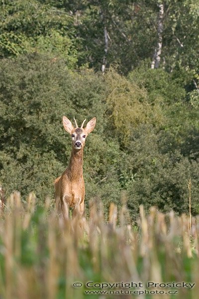 Srnec obecný (Capreolus capreolus), Autor: Ondřej Prosický, Model aparátu: Canon EOS 20D, Objektiv: Canon EF 100mm f/2.8 MAcro USM, fotografováno z ruky, Ohnisková vzdálenost: 100.00 mm, Clona: 7.10, Doba expozice: 1/200 s, ISO: 100, Vyvážení expozice: -0.67, Blesk: Ne, Vytvořeno: 13. srpna 2005 9:06:08, u Týnce nad Sázavou (ČR) 
