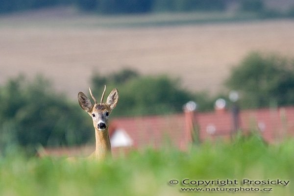 Srnec obecný (Capreolus capreolus), Autor: Ondřej Prosický, Model aparátu: Canon EOS 20D, Objektiv: Canon EF 400mm f/5.6 L USM, fotografováno z ruky, Ohnisková vzdálenost: 400.00 mm, Clona: 6.30, Doba expozice: 1/1250 s, ISO: 400, Vyvážení expozice: -0.33, Blesk: Ne, Vytvořeno: 13. srpna 2005 9:12:23, u Týnce nad Sázavou (ČR)