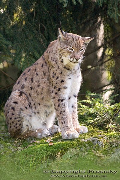 Rys ostrovid (Lynx lynx), Autor: Ondřej Prosický, Model aparátu: Canon EOS 20D, Objektiv: Canon EF 400mm f/5.6 L USM, stativ Manfrotto 190B + 141RC, Ohnisková vzdálenost: 400.00 mm, Clona: 5.60, Doba expozice: 1/200 s, ISO: 400, Vyvážení expozice: -0.67, Blesk: Ne, Vytvořeno: 25. září 2005 12:40:14, Bavorský les (Nationalpark Bayerischer Wald, Německo)