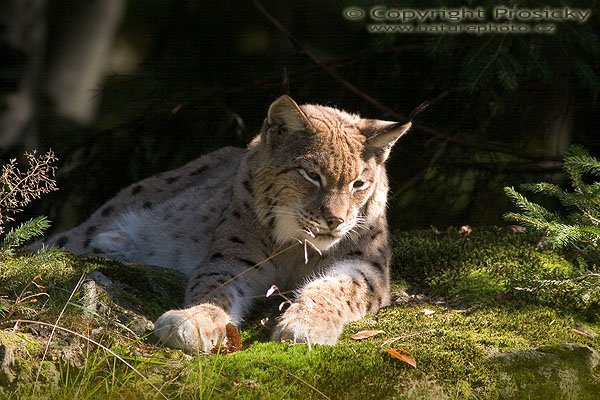 Rys ostrovid (Lynx lynx), Autor: Ondřej Prosický, Model aparátu: Canon EOS 20D, Objektiv: Canon EF 400mm f/5.6 L USM, stativ Manfrotto 190B + 141RC, Ohnisková vzdálenost: 400.00 mm, Clona: 5.60, Doba expozice: 1/400 s, ISO: 400, Vyvážení expozice: -1.33, Blesk: Ne, Vytvořeno: 25. září 2005 13:49:38, Bavorský les (Nationalpark Bayerischer Wald, Německo)