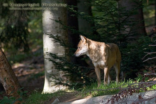 Vlk obecný eurasijský (Canis lupus lupus), Autor: Ondřej Prosický, Model aparátu: Canon EOS 20D, Objektiv: Canon EF 400mm f/5.6 L USM, stativ Manfrotto 190B + 141RC, Ohnisková vzdálenost: 400.00 mm, Clona: 5.60, Doba expozice: 1/100 s, ISO: 100, Vyvážení expozice: -0.67, Blesk: Ne, Vytvořeno: 25. září 2005 14:40:50, Bavorský les (Nationalpark Bayerischer Wald, Německo)