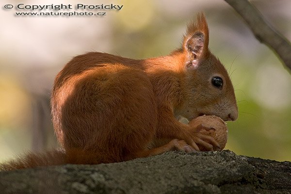 Veverka obecná (Sciurus vulgaris), Autor: Ondřej Prosický, Model aparátu: Canon EOS 20D, Objektiv: Canon EF 400mm f/5.6 L USM, fotografováno z ruky, Ohnisková vzdálenost: 400.00 mm, Clona: 5.60, Doba expozice: 1/500 s, ISO: 400, Vyvážení expozice: 0.00, Blesk: Ne, Vytvořeno: 1. října 2005 14:06:30, u restaurace La Romantica, Mladá Boleslav (ČR)