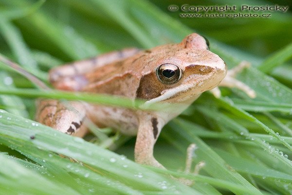 Skokan štíhlý (Rana dalmatina), Skokan štíhlý (Rana dalmatina), Autor: Ondřej Prosický, Model aparátu: Canon EOS 20D, Objektiv: Canon EF 100mm f/2.8 Macro USM, fotografováno z ruky, Ohnisková vzdálenost: 100.00 mm, Clona: 7.10, Doba expozice: 1/100 s, ISO: 800, Vyvážení expozice: 0.33, Blesk: Ne, NPR Kačák u Kladna (ČR)