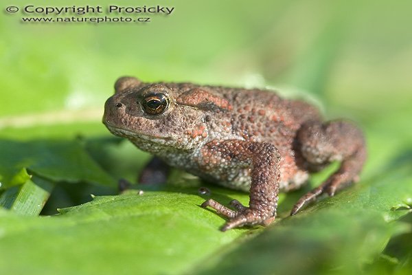 Ropucha obecná (Bufo bufo), Autor: Ondřej Prosický, Model aparátu: Canon EOS 20D, Objektiv: Canon EF 100mm f/2.8 Macro USM, fotografováno z ruky, Ohnisková vzdálenost: 100.00 mm, Clona: 4.00, Doba expozice: 1/200 s, ISO: 100, Vyvážení expozice: 0.00, Blesk: Ano, Vytvořeno: 24. září 2005 9:53:43, u vodní nádrže Lipno, Šumava (ČR)