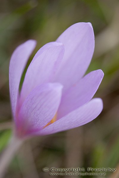 Šafrán heuffeluf (crocus heuffelianus), Šafrán heuffeluf (crocus heuffelianus), Autor: Ondřej Prosický, Model aparátu: Canon EOS 20D, Objektiv: Canon EF 100mm f/2.8 Macro USM, fotografováno z ruky, Ohnisková vzdálenost: 100.00 mm, Clona: 4.00, Doba expozice: 1/200 s, ISO: 100, Vyvážení expozice: 0.00, Blesk: Ne, Vytvořeno: 3. září 2005 17:21:52, Valteřice u České Lípy