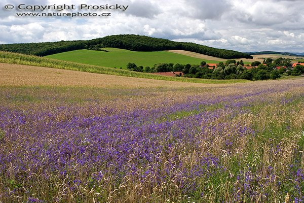 Krajinou Českého krasu, Autor: Ondřej Prosický, Model aparátu: Canon EOS 20D, Objektiv: Canon EF 17-40mm f/4 L USM, stativ Manfrotto 190B + 141RC, Ohnisková vzdálenost: 23.00 mm, Clona: 9.00, Doba expozice: 1/80 s, ISO: 100, Vyvážení expozice: 0.00, Blesk: Ne, Vytvořeno: 7. srpna 2005 11:53:41, u Koněprus, CHKO Český Kras (ČR)