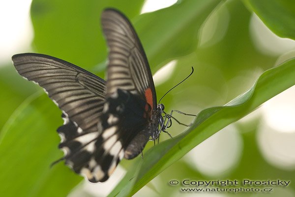 Great Mormon (Papilio memnon), Autor: Ondřej Prosický, Model aparátu: Canon EOS 20D, Objektiv: Canon EF 100mm f/2.8 Macro USM, fotografováno z ruky, Ohnisková vzdálenost: 100.00 mm, Clona: 3.50, Doba expozice: 1/200 s, ISO: 100, Vyvážení expozice: 0.00, Blesk: Ano, Vytvořeno: 7. října 2005 10:36:29, , skleník Fatamorgana, Botaniká zahrada Praha - Troja (ČR)