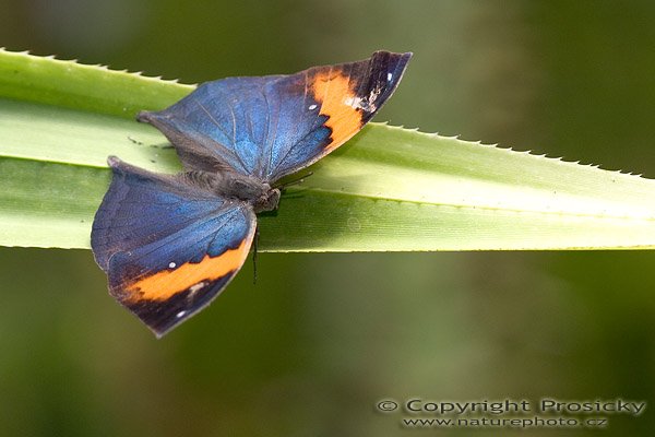 Indian Leaf Butterfly (Kallima paralekta), Autor: Ondřej Prosický, Model aparátu: Canon EOS 20D, Objektiv: Canon EF 100mm f/2.8 Macro USM, fotografováno z ruky, Ohnisková vzdálenost: 100.00 mm, Clona: 4.00, Doba expozice: 1/200 s, ISO: 200, Vyvážení expozice: 0.00, Blesk: Ano, Vytvořeno: 7. října 2005 11:20:21, , skleník Fatamorgana, Botaniká zahrada Praha - Troja (ČR)