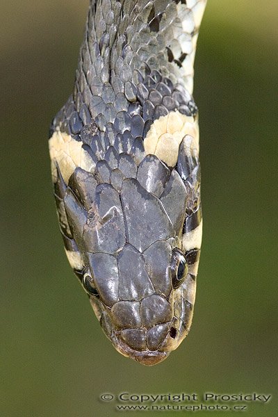 Užovka obojková (Natrix natrix), Autor: Ondřej Prosický, Model aparátu: Canon EOS 20D, Objektiv: Canon EF 100mm f/2.8 Macro USM, fotografováno z ruky, Ohnisková vzdálenost: 100.00 mm, Clona: 5.60, Doba expozice: 1/160 s, ISO: 400, Vyvážení expozice: 0.00, Blesk: Ano, Vytvořeno: 30. července 2005 13:27:03, Valteřice u České Lípy (ČR)