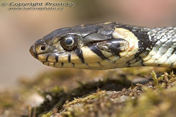 Užovka obojková (Natrix natrix), Autor: Ondřej Prosický, Model aparátu: Canon EOS 20D, Objektiv: Canon EF 100mm f/2.8 Macro USM, fotografováno z ruky, Ohnisková vzdálenost: 100.00 mm, Clona: 5.60, Doba expozice: 1/160 s, ISO: 100, Vyvážení expozice: 0.67, Blesk: Ne, Vytvořeno: 30. července 2005 13:35:45, Valteřice u České Lípy (ČR)