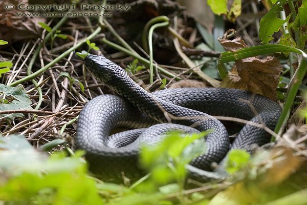 Užovka obojková (Natrix natrix), Autor: Ondřej Prosický, Model aparátu: Canon EOS 20D, Objektiv: Canon EF 100mm f/2.8 Macro USM, fotografováno z ruky, Ohnisková vzdálenost: 100.00 mm, Clona: 5.60, Doba expozice: 1/200 s, ISO: 800, Vyvážení expozice: 0.00, Blesk: Ne, Vytvořeno: 15. září 2005 15:59:32, u rybníka u obce Hynčice (ČR)