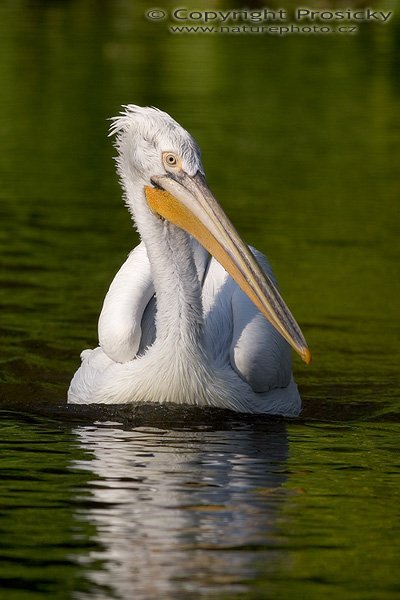 Pelikán kadeřavý (Pelecanus crispus), Pelikán kadeřavý (Pelecanus crispus), Autor: Ondřej Prosický, Model aparátu: Canon EOS 20D, Objektiv: Canon EF 400mm f/5.6 L USM, stativ Manfrotto 190B + 141RC, Ohnisková vzdálenost: 400.00 mm, Režim měření expozice: Vzorek, Clona: 5.60, Doba expozice: 1/640 s, ISO: 100, Vyvážení expozice: 0.00, Blesk: Ne, Vytvořeno: 7. října 2005 15:16:22, ZOO Praha Troja (ČR)