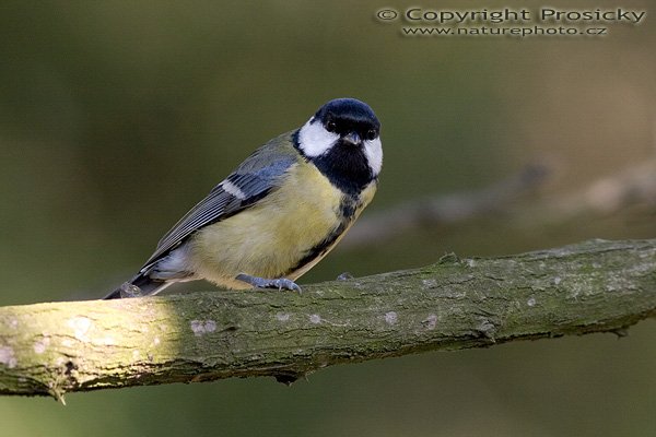 Sýkora koňadra (Parus major), Autor: Ondřej Prosický, Model aparátu: Canon EOS 20D, Objektiv: Canon EF 400mm f/5.6 L USM, stativ Manfrotto 190B + 141RC, Ohnisková vzdálenost: 400.00 mm, Režim měření expozice: Vzorek, Clona: 6.30, Doba expozice: 1/250 s, ISO: 200, Vyvážení expozice: 0.00, Blesk: Ne, Vytvořeno: 7. října 2005 14:12:46, Praha - Troja (ČR)