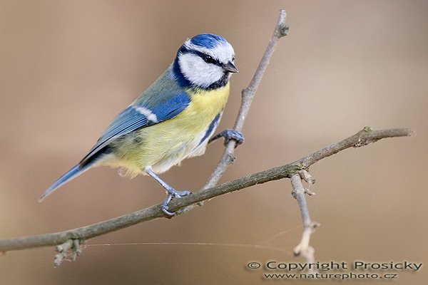 Sýkora modřinka (Parus caeruleus), Autor: Ondřej Prosický, Model aparátu: Canon EOS 20D, Objektiv: Canon EF 400mm f/5.6 L USM, Manfrotto 190B + 141RC, Ohnisková vzdálenost: 400.00 mm, Režim měření expozice: Vzorek, Clona: 6.30, Doba expozice: 1/250 s, ISO: 200, Vyvážení expozice: 0.00, Blesk: Ne, Vytvořeno: 7. října 2005 14:22:40, Praha - Troja (ČR)