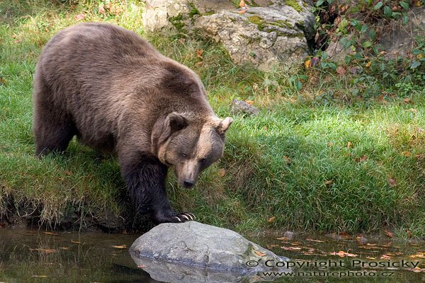 Medvěd hnědý (Ursus arctos), Autor: Ondřej Prosický, Model aparátu: Canon EOS 20D, Objektiv: Canon EF 400mm f/5.6 L USM, stativ Manfrotto 190B + 141RC, Ohnisková vzdálenost: 400.00 mm, Režim měření expozice: Parciální, Clona: 5.60, Doba expozice: 1/200 s, ISO: 400, Vyvážení expozice: -0.33, Blesk: Ne, Vytvořeno: 15. října 2005 10:34:44, Bavorský les (Nationalpark Bayerischer Wald, Německo)