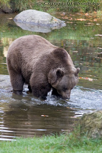 Medvěd hnědý (Ursus arctos), Autor: Ondřej Prosický, Model aparátu: Canon EOS 20D, Objektiv: Canon EF 400mm f/5.6 L USM, Manfrotto 190B + 141RC, Ohnisková vzdálenost: 400.00 mm, Režim měření expozice: Parciální, Clona: 5.60, Doba expozice: 1/80 s, ISO: 400, Vyvážení expozice: -0.33, Blesk: Ne, Vytvořeno: 15. října 2005 10:33:50, Bavorský les (Nationalpark Bayerischer Wald, Německo)