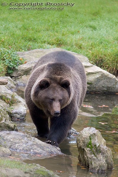 Medvěd hnědý (Ursus arctos), Autor: Ondřej Prosický, Model aparátu: Canon EOS 20D, Objektiv: Canon EF 400mm f/5.6 L USM, Manfrotto 190B + 141RC, Ohnisková vzdálenost: 400.00 mm, Režim měření expozice: Parciální, Clona: 5.60, Doba expozice: 1/100 s, ISO: 400, Vyvážení expozice: -0.33, Blesk: Ne, Vytvořeno: 15. října 2005 10:36:30, Bavorský les (Nationalpark Bayerischer Wald, Německo)