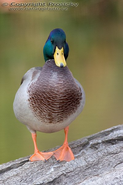 Kachna divoká (Anas platyrhynchos), Autor: Ondřej Prosický, Model aparátu: Canon EOS 20D, Objektiv: Canon EF 400mm f/5.6 L USM, stativ Manfrotto 190B + 141RC, Ohnisková vzdálenost: 400.00 mm, Režim měření expozice: Vzorek, Clona: 5.60, Doba expozice: 1/160 s, ISO: 400, Vyvážení expozice: 0.33, Blesk: Ano, Vytvořeno: 7. října 2005 15:14:21, Praha - Troja (ČR)