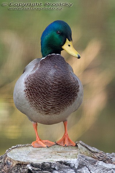 Kachna divoká (Anas platyrhynchos), Autor: Ondřej Prosický, Model aparátu: Canon EOS 20D, Objektiv: Canon EF 400mm f/5.6 L USM, stativ Manfrotto 190B + 141RC, Ohnisková vzdálenost: 400.00 mm, Režim měření expozice: Vzorek, Clona: 6.30, Doba expozice: 1/200 s, ISO: 400, Vyvážení expozice: 0.00, Blesk: Ano, Vytvořeno: 7. října 2005 15:18:10, Praha - Troja (ČR)