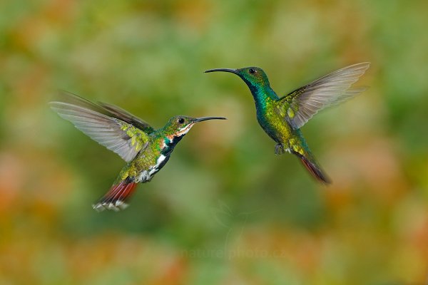 Kolibřík lesklý (Anthracothorax prevostii), Kolibřík lesklý (Anthracothorax prevostii) Green-breasted Mango, Autor: Ondřej Prosický | NaturePhoto.cz, Model: Canon EOS-1D X, Objektiv: EF400mm f/2.8L IS II USM, stativ Gitzo, Clona: 10, Doba expozice: 1/250 s, ISO: 800, Kompenzace expozice: 0, Blesk: Ano, Vytvořeno: 11. prosince 2012 10:57:24, Turrialba, Cordillera de Talamanca (Kostarika)