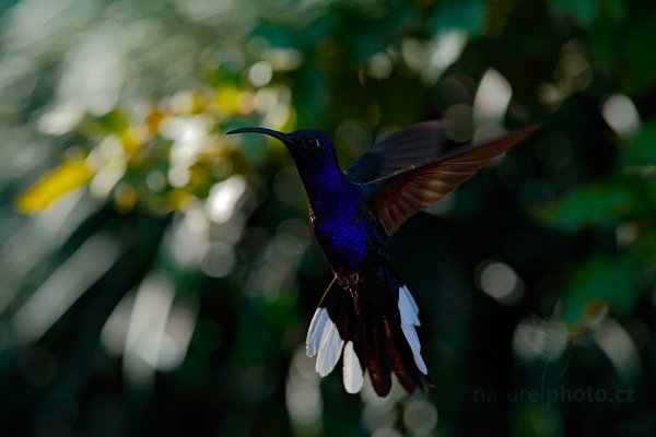 Kolibřík fialkový (Campylopterus hemileucurus), Kolibřík fialkový (Campylopterus hemileucurus) Violet Sabrewing, Autor: Ondřej Prosický | NaturePhoto.cz, Model: Canon EOS-1D X, Objektiv: EF400mm f/2.8L IS II USM, stativ Gitzo, Clona: 5.0, Doba expozice: 1/800 s, ISO: 1600, Kompenzace expozice: -1, Blesk: Ne, Vytvořeno: 9. února 2013 8:44:24, La Paz, Cordillera de Talamanca (Kostarika)