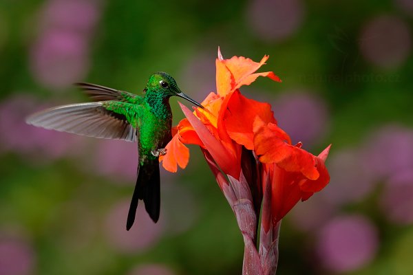 Kolibřík zelenotemenný (Heliodoxa jacula), Kolibřík zelenotemenný (Heliodoxa jacula) Green-crowned Brilliant, Autor: Ondřej Prosický | NaturePhoto.cz, Model: Canon EOS-1D X, Objektiv: EF400mm f/2.8L IS II USM, stativ Gitzo, Clona: 9.0, Doba expozice: 1/400 s, ISO: 800, Kompenzace expozice: -1, Blesk: Ne, Vytvořeno: 18. února 2013 15:31:06, aranžovaná fotografie, La Paz, Cordillera de Talamanca (Kostarika)