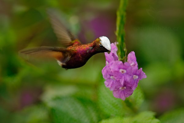 Kolibřík běločelý (Microchera albocoronata), Kolibřík běločelý (Microchera albocoronata) Snowcap, Autor: Ondrej Prosicky, Copyright: www.NaturePhoto.cz, Model: Canon EOS-1D X, Objektiv: EF400mm f/2.8L IS II USM +1.4x, Ohnisková vzdálenost: 560.00 mm, Clona: 4.5, Doba expozice: 1/320 s, ISO: 1000, Kompenzace expozice: 0, Blesk: Ne, Vytvořeno: 10. prosince 2012 14:54:53, Turrialba, Cordillera de Talamanca (Kostarika)