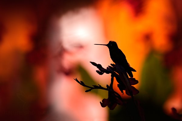 Kolibřík skvostný (Eugenes fulgens), Kolibřík skvostný (Eugenes fulgens) Magnificent Hummingbird, Autor: Ondřej Prosický | NaturePhoto.cz, Model: Canon EOS-1D X, Objektiv: EF400mm f/2.8L IS II USM +1.4x, stativ Gitzo, Clona: 6.3, Doba expozice: 1/5000 s, ISO: 1250, Kompenzace expozice: -1 1/3, Blesk: Ne, Vytvořeno: 13. února 2013 8:17:30, Savegre, Cordillera de Talamanca (Kostarika)