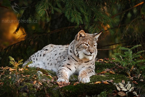 Rys ostrovid (Lynx lynx), Autor: Ondřej Prosický, Model aparátu: Canon EOS 20D, Objektiv: Canon EF 400mm f/5.6 L USM, stativ Manfrotto 190B + 141RC, Ohnisková vzdálenost: 400.00 mm, Režim měření expozice: Parciální, Clona: 9.00, Doba expozice: 1/3 s!!!, ISO: 100, Vyvážení expozice: 0.00, Blesk: Ne, Vytvořeno: 15. října 2005 17:54:32, Bavorský les (Nationalpark Bayerischer Wald, Německo)