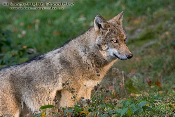 Vlk obecný eurasijský (Canis lupus lupus), Autor: Ondřej Prosický, Model aparátu: Canon EOS 20D, Objektiv: Canon EF 400mm f/5.6 L USM, stativ Manfrotto 190B + 141RC, Ohnisková vzdálenost: 400.00 mm, Režim měření expozice: Parciální, Clona: 5.60, Doba expozice: 1/80 s, ISO: 800, Vyvážení expozice: 0.00, Blesk: Ne, Vytvořeno: 16. října 2005 9:01:36, Bavorský les (Nationalpark Bayerischer Wald, Německo)