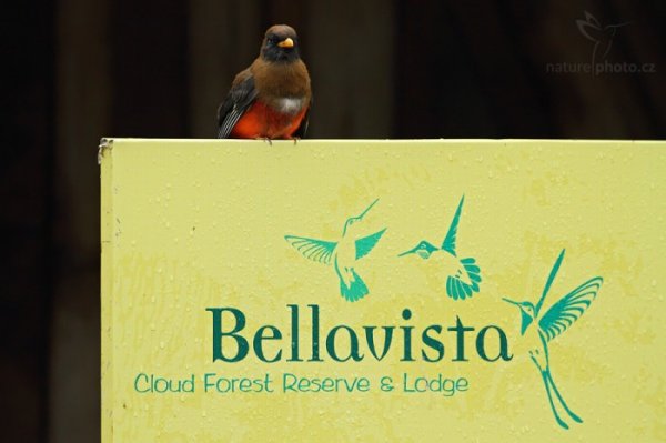 Trogon škraboškový (Trogon personatus), Trogon škraboškový (Trogon personatus) Masked Trogon, Autor: Ondřej Prosický | NaturePhoto.cz, Model: Canon EOS 7D, Objektiv: Canon EF 500mm f/4 L USM, Ohnisková vzdálenost (EQ35mm): 800 mm, stativ Gitzo, Clona: 4.5, Doba expozice: 1/100 s, ISO: 800, Kompenzace expozice: -1/3, Blesk: Ne, Vytvořeno: 30. listopadu 2009 7:51:50, Bellavista, Cordillera Oriental (Ekvádor) 