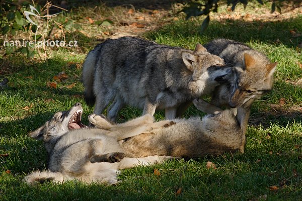 Vlk obecný eurasijský (Canis lupus lupus), Autor: Ondřej Prosický, Model aparátu: Canon EOS 20D, Objektiv: Canon EF 400mm f/5.6 L USM, stativ Manfrotto 190B + 141RC, Ohnisková vzdálenost: 400.00 mm, Režim měření expozice: Parciální, Clona: 9.00, Doba expozice: 1/200 s, ISO: 800, Vyvážení expozice: 0.00, Blesk: Ne, Vytvořeno: 16. října 2005 9:49:42, Bavorský les (Nationalpark Bayerischer Wald, Německo)