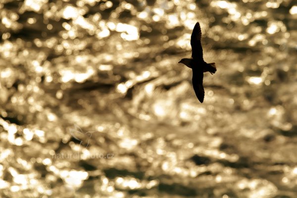 Buřňák lední (Fulmarus glacialis), Buřňák lední (Fulmarus glacialis) Northern Fulmar, Autor: Ondřej Prosický | NaturePhoto.cz, Model: Canon EOS-1D X, Objektiv: Canon EF 400mm f/2.8 L IS USM II, stativ Gitzo, Clona: 5.6, Doba expozice: 1/8000 s, ISO: 400, Kompenzace expozice: -2 1/3, Blesk: Ne, Vytvořeno: 24. března 2013 13:55:27, Snaefellsjoekull National Park (Island) 