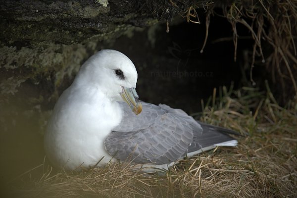 Buřňák lední (Fulmarus glacialis), Buřňák lední (Fulmarus glacialis) Northern Fulmar, Autor: Ondřej Prosický | NaturePhoto.cz, Model: Canon EOS-1D X, Objektiv: Canon EF 400mm f/2.8 L IS USM II, stativ Gitzo, Clona: 8.0, Doba expozice: 1/250 s, ISO: 500, Kompenzace expozice: -1 1/3, Blesk: Ne, Vytvořeno: 28. března 2013 15:20:24, Seljalandsfoss (Island)