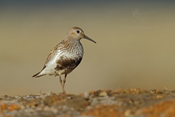 Jespák obecný (Calidris alpina), Jespák obecný (Calidris alpina) Dunlin, Autor: Ondřej Prosický | NaturePhoto.cz, Model: Canon EOS-1D X, Objektiv: EF400mm f/2.8L IS II USM +2x III, Ohnisková vzdálenost (EQ35mm): 800 mm, fotografováno z ruky, Clona: 9.0, Doba expozice: 1/1000 s, ISO: 800, Kompenzace expozice: -2/3, Blesk: Ne, 25. července 2013 20:13:45, Lyngyaerbyen, Špicberky (Norsko)