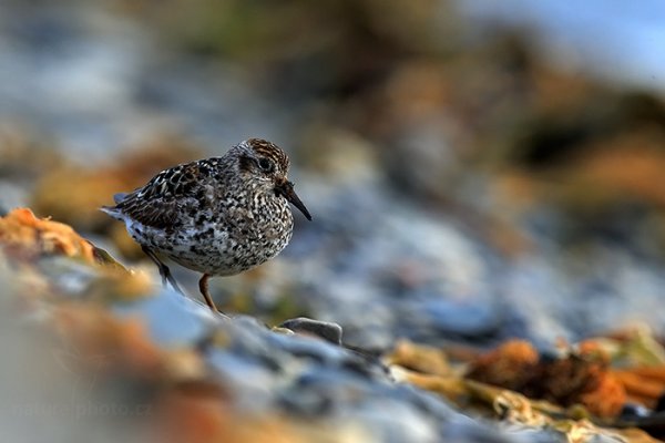 Jespák mořský (Calidris maritima), Jespák mořský (Calidris maritima) Purple Sandpiper, Autor: Ondřej Prosický | NaturePhoto.cz, Model: Canon EOS-1D X, Objektiv: Canon EF 400mm f/2.8 L IS II USM, fotografováno z ruky, Clona: 8.0, Doba expozice: 1/250 s, ISO: 800, Kompenzace expozice: -1, Blesk: Ne, Vytvořeno: 13. července 2013 2:53:48, Longyearbyen, Špicberky (Norsko)